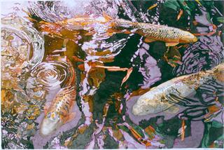 Koi 4