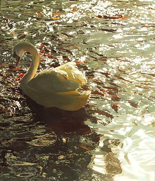 Water surface with swan