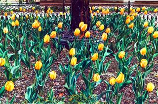 Yellow Tulip Bed