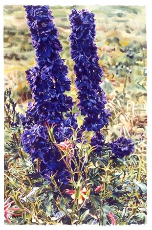 Purple Black delphinium