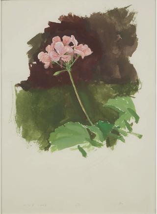Geranium