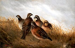 A Bevy of Quail
