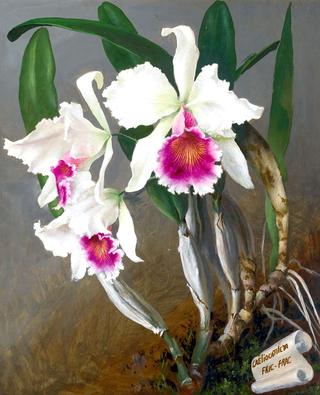 Cattleya Orchids