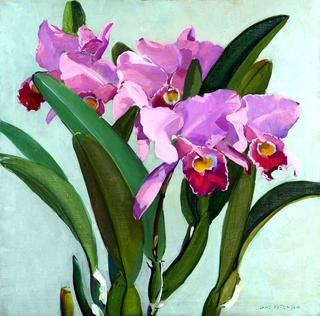 Cattleya Orchids