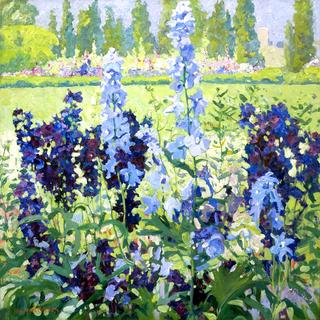 Larkspur