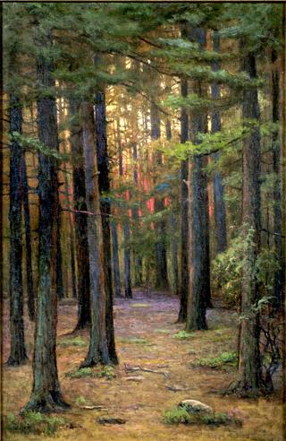 The Pine Forest