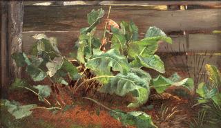 Burdock Plants beside a Fence