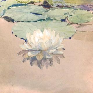 White Water Lily