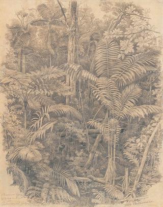 Study of Tropical Vegetation