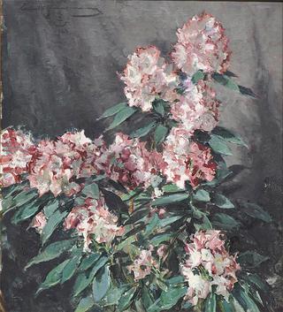 Rhododendron