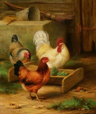 Poultry Feeding in a Barn