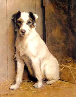 A Jack Russell