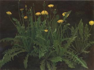 Dandelions