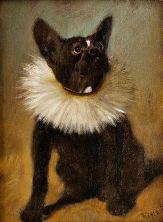 French bulldog