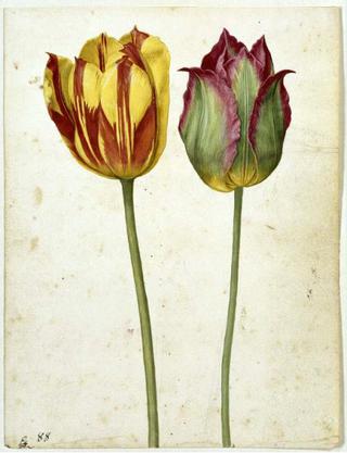 Two Tulips, 1630. Watercolour.