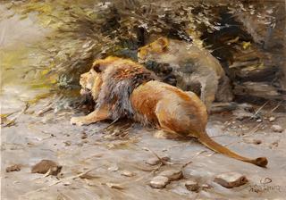 Spying Lions