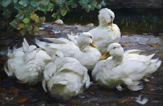 Five White Ducks