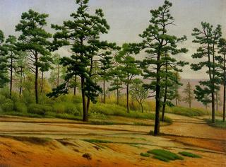 Pine Trees along a Deserted Road