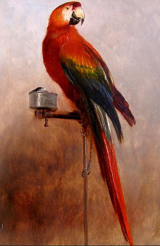 Study of a Parrot