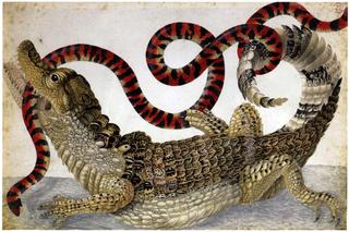 A Surinam caiman fighting a South American false coral snake