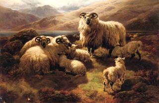 Highland Sheep