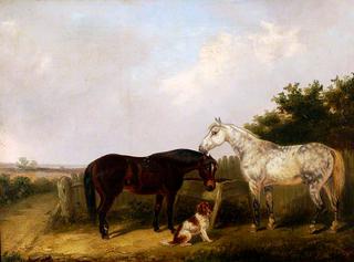 Study of Horses with Dog