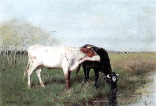 Cows in a Meadow