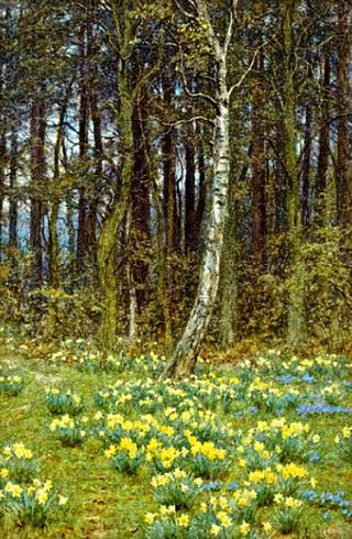 The Daffodil Wood