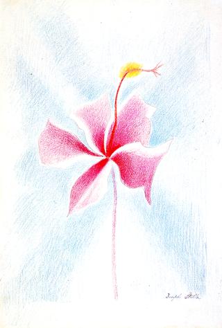 Pink Flower