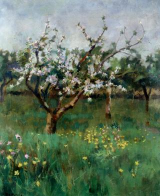 Apple Blossoms