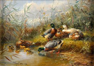 The Ducks