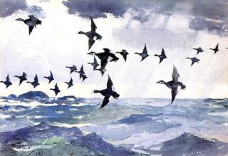 Scoters over Water
