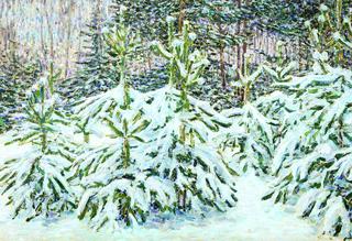 Fir Trees under the Snow