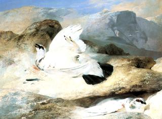 Ptarmigan