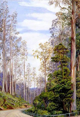 Trees near Fernshaw, Victoria