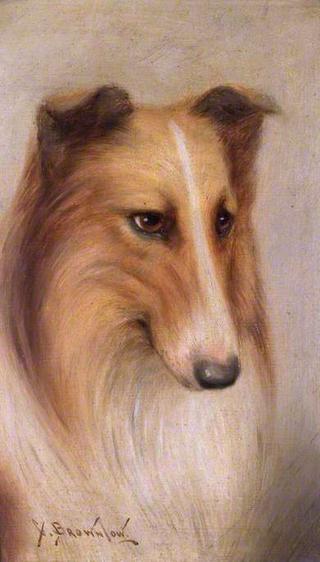 Collie