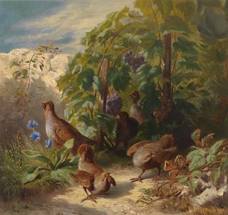 Partridges