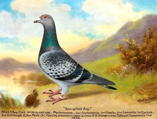 'Springfield Boy' (racing pigeon)