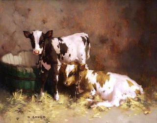 Resting Calves