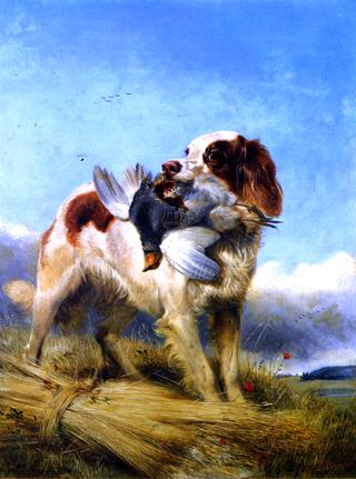 An English Setter Retrieving Partridge