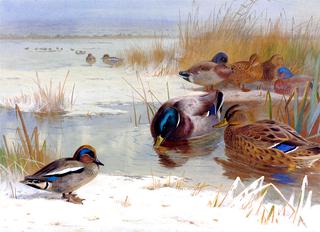 Mallard and a Teal in a Winter Landscape