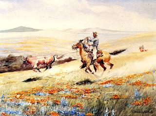Runaway Steer