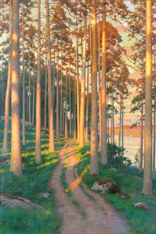 Sunlit forest path