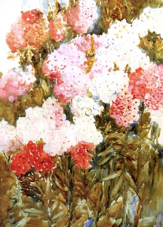 Phlox
