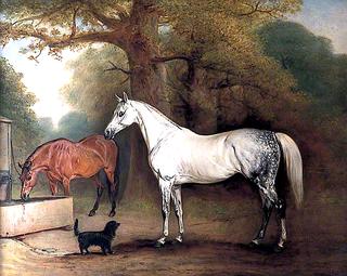 Two Horses and a Dog