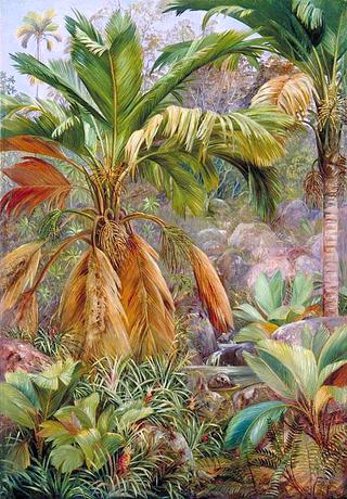 Wild Pine Apples and Stevensonia, and Other Palms, Praslin