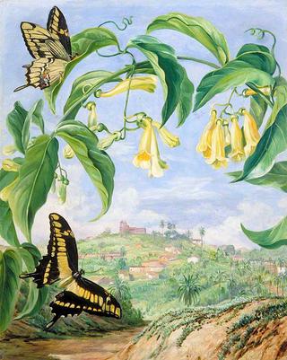 Yellow Bignonia and Swallow-Tail Butterflies with a View of Congonhas, Brazil