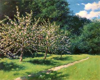 Apple Blossoms