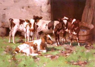 Ayrshire Calves