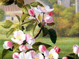 Apple Blossoms